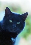 nature-animal-cat-feline-mammal-blue-black-cat-black-fauna-domestic-animal-close-up-nose-eyes-...jpg